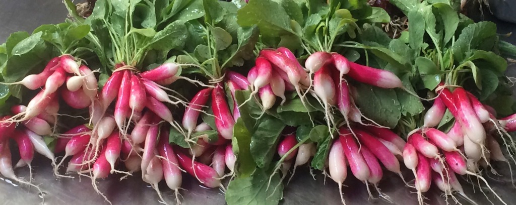 Eat the whole thing! These crunchy ARTfarm radishes are sold with fresh, delicious green tops. The tops are great rinsed, chopped, and dropped into, sprinkled over, or wilted on just about any savory dish you are making! Slightly peppery (less so when cooked), and oh-so-good for you!