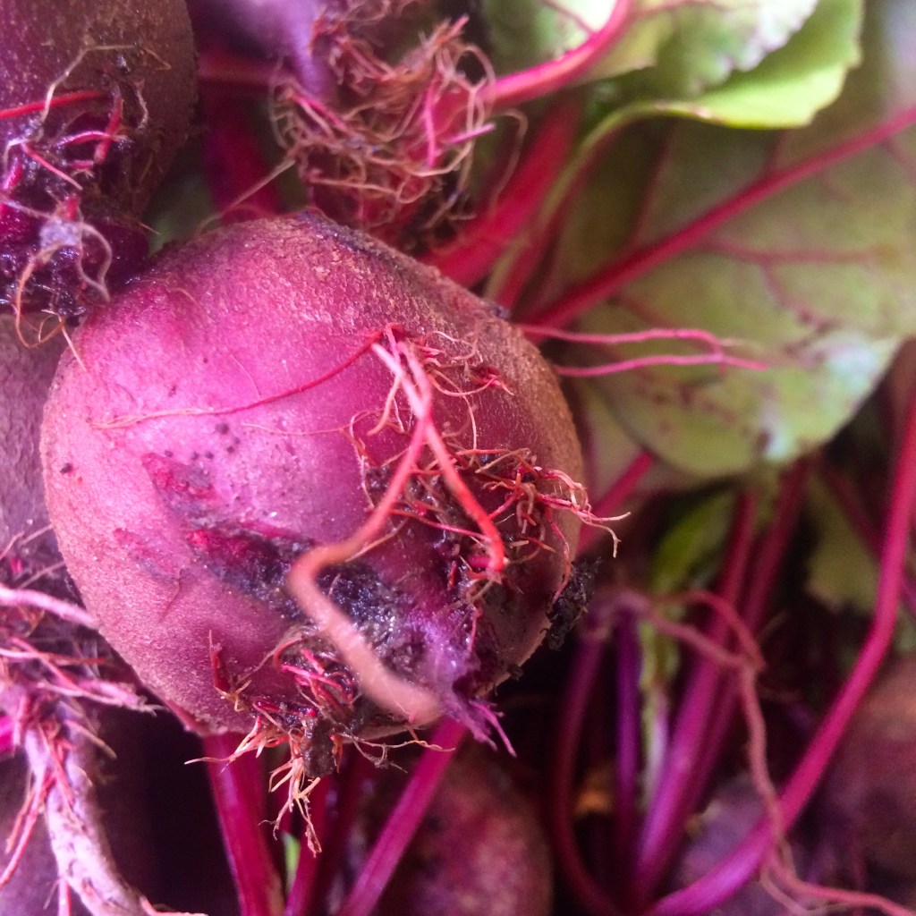 You can't beat beets for nutrition and "delicion". These hot weather beets are so sweet and delicious! Raw or cooked, you need them!! And we never tire of taking pictures of beets and subjecting our customers to them! Feast your eyes on this beauty!