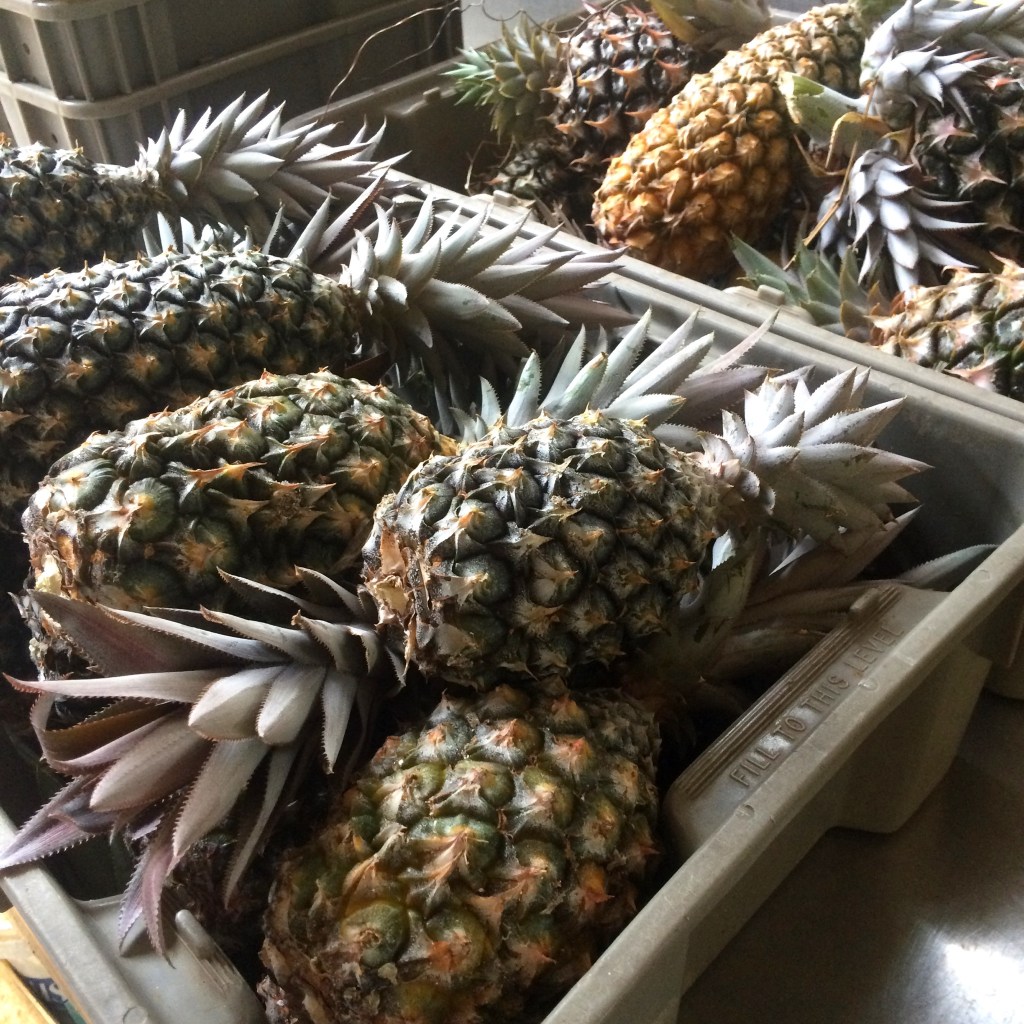 Summer is the season for pineapples at ARTfarm! Sweet sweet sweet!