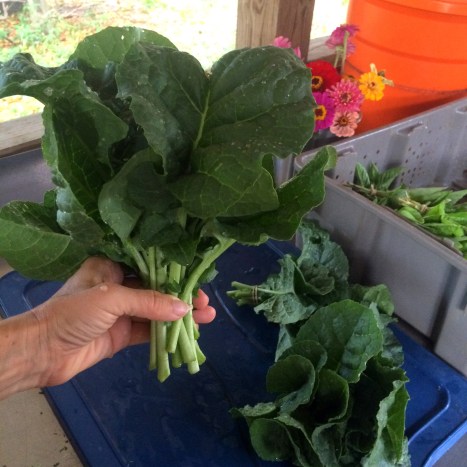 Ethiopian kale! This flavorful cooking green is mild enough to eat raw. It has a mustard-like flavor but will not make your eyes water like true mustard greens.