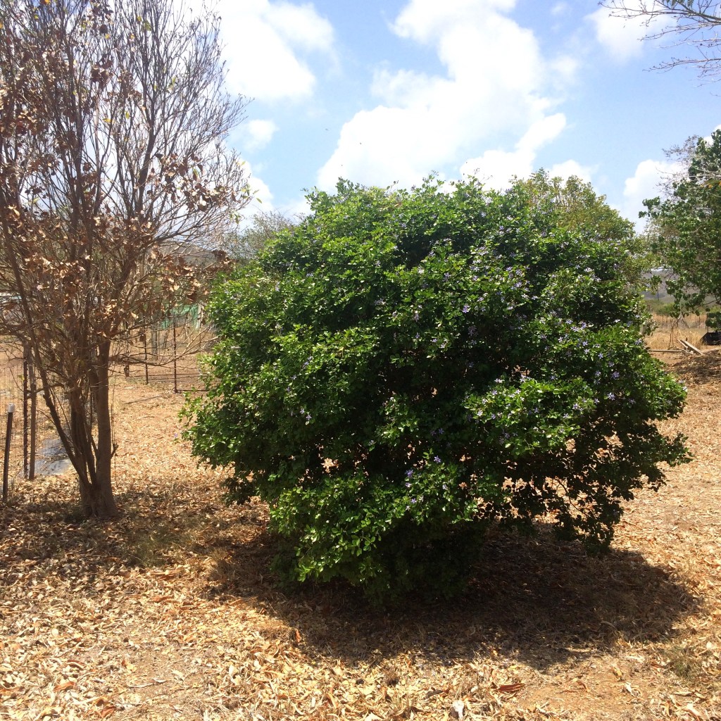 Even in drought times when most vegetation is brown, the lignum vitae tree's evergreen leaves remain deep green and provide dense shade.