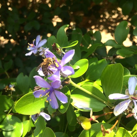 The lignum vitae is an important food source for honey bees in drought times.
