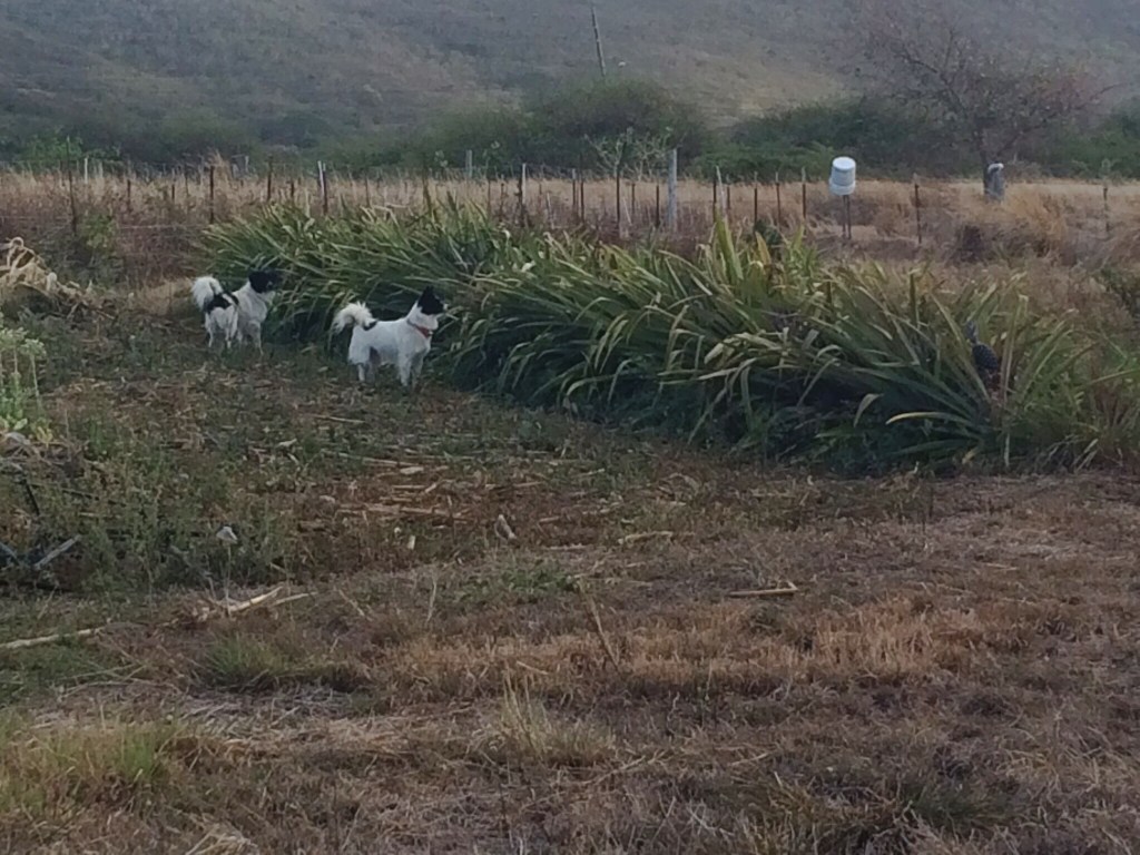 Our adopted border collies, Ginger and Spice, vigilantly patrol the pineapple gardens at this time of year to discourage rats. We've seen these athletic dogs leap all the way over the row of spiny plants during the hunt. This is a viable and much more entertaining alternative to poisons for controlling crop pests on an organic farm. During dry times there is increased pressure from all pests on farm crops and resources.