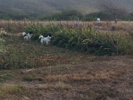 Our adopted border collies, Ginger and Spice, vigilantly patrol the pineapple gardens at this time of year to discourage rats. We've seen these athletic dogs leap all the way over the row of spiny plants during the hunt. This is a viable and much more entertaining alternative to poisons for controlling crop pests on an organic farm. During dry times there is increased pressure from all pests on farm crops and resources.