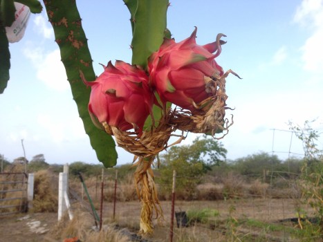 Two hot pink dragonfruits ripen on a green, succulent spiny vine during the dry season.