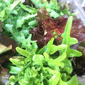 December lettuces are tender and sweet!
