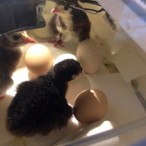 A morning meeting of three freshly hatched turkey poults in the incubator at ARTfarm.
