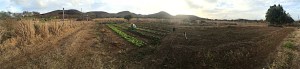 It's July 2015 and there has been no substantial rain for months. This panorama of the center of the farm shows the contrast between irrigated and non-irrigated areas. 