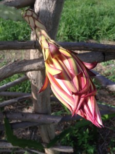 A showy hot pink bud of a dragonfruit plant looks like a plant extra from a sci-fi movie or Little Shop Of Horrors.