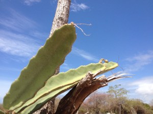 Water, water, anywhere? A tiny anole lizard licks moisture off of a dragonfruit bud in the dry pasture.