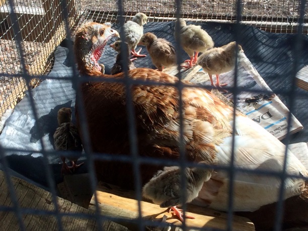 A brown turkey hen looks on as nine fluffy baby poults clamber around her in a wire mesh cage.
