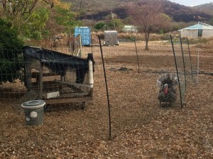 A large grey tom turkey displays his feathers walking along the edges of his pen. The farm and hills beyond are dry and brown.