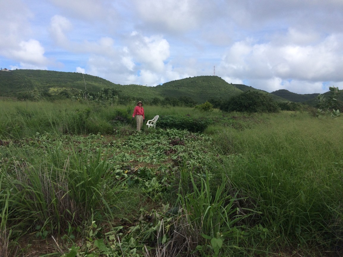 A pasture is full of piles of weeds, pulled up by hand. 