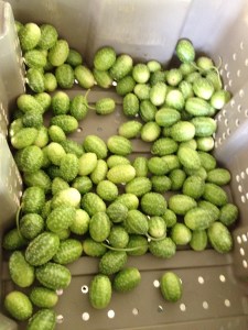 Wild pasture cucumbers: salty, crunchy, earthy. A bit spiny to the touch - just rub the little points off with a dishcloth when rinsing!