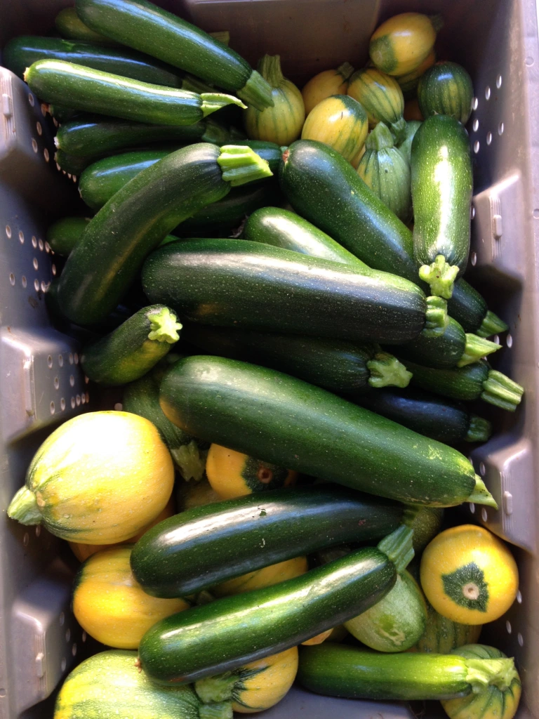 A harvesting tray is full of dark green zucchinis and bright yellow round summer squashes.