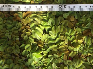 The drought has pushed us to do a lot of experimentation on the farm this year. Our rain catchment ponds are suffering from algae overgrowth and increased evaporation. We are trialing different floating aquatic plants to serve as an eco-friendly and economic pond cover. This fuzzy friend is called Salvinia.