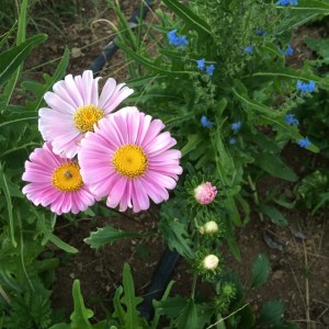 The drought conditions drastically reduced our beneficial insect population; we planted wildflower mixes in the gardens to try and boost their numbers. A side effect of this farming technique is the beautiful flowers.