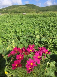 A large patch of melon vines stretches from a patch of pink wildflowers in the foreground across a large field to a chicken coop in the distance and the hills and sky beyond. 