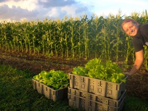 Pop-up Farmer Katie photobombs the early morning greens harvest.