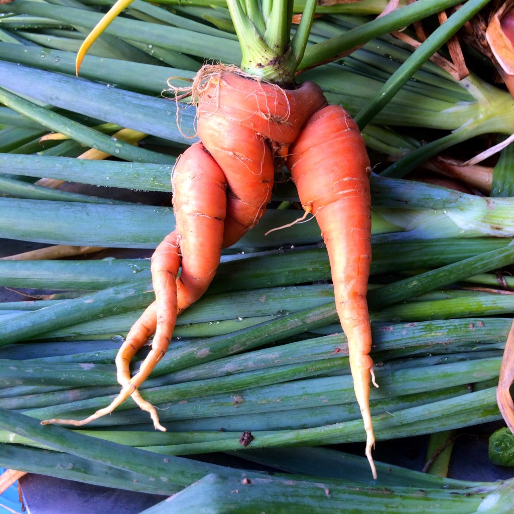 Carrots that twisted together while growing, on a bed of scallions