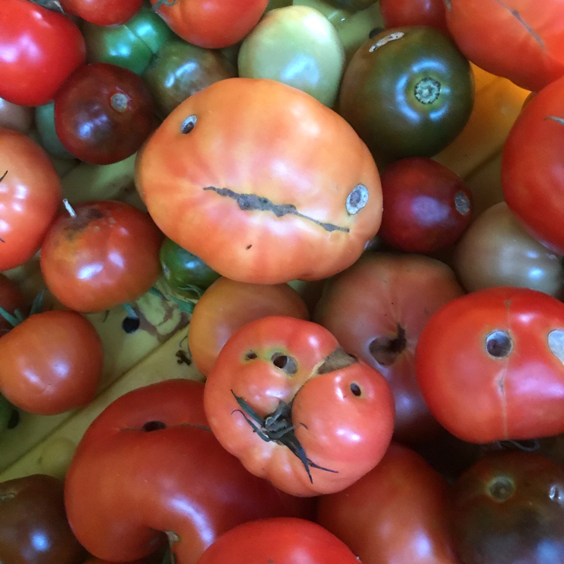 TOMATO PEAK! ARTfarm Pickups Sat. March 4th! Reservations 11 am – 1:30 pm, OPEN for all 1 – 1:30&nbsp;pm