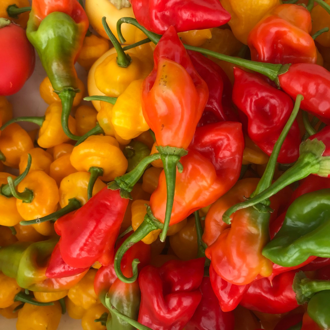 Saturday ARTfarm Produce Pickups 2/20/2021: Seasoning&nbsp;Peppers