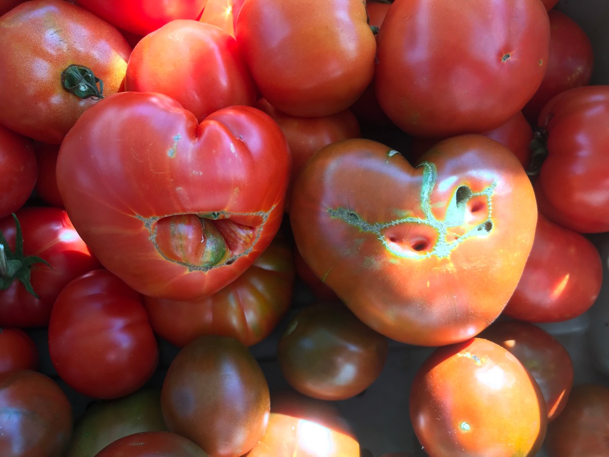 ARTfarm Saturday Morning Farmstand! Open on South Shore, 2/14/2026, 10:30AM – 11:30AM! Happy VALENTINES! Happy&nbsp;AgFest!