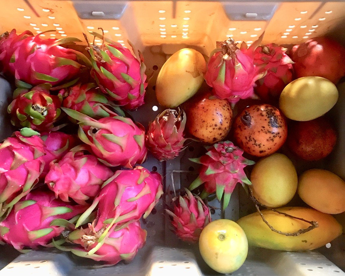 ARTfarm SWEETSWEET Saturday PopUp: 8/2/2025, 11am – 12 noon: Cool Cukes, Dragonfruit and Sweet Mangoes to&nbsp;SAMPLE!