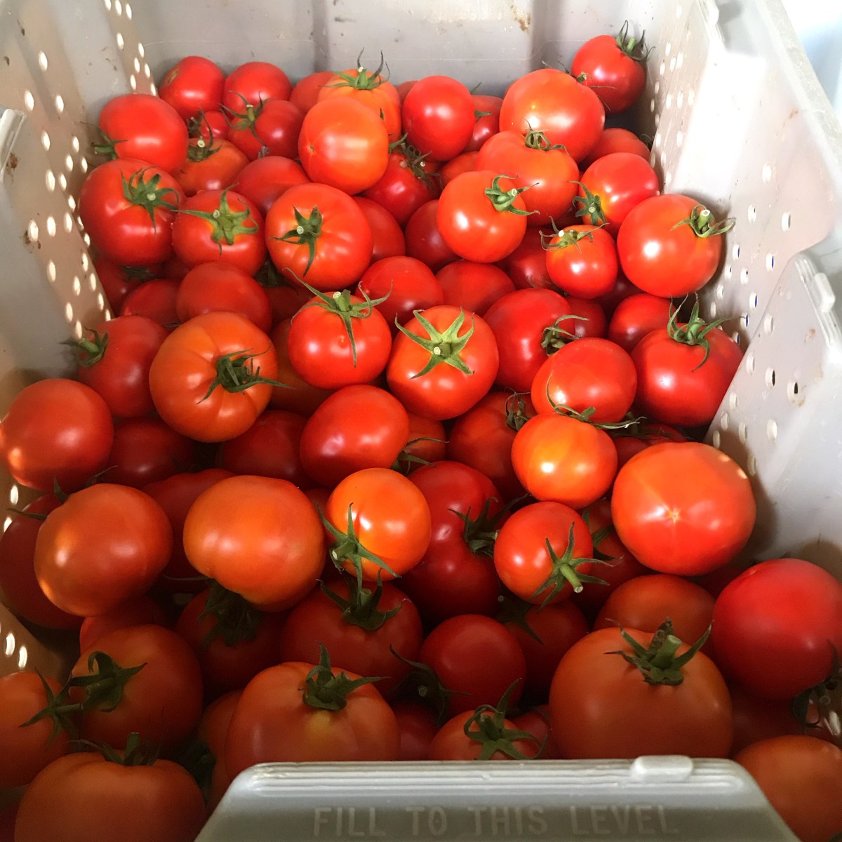 ARTfarm Saturday Morning Farmstand! 1/24/2026, 10:30AM – 11:30AM! Tomatoes & Spicy Greens &&nbsp;More!