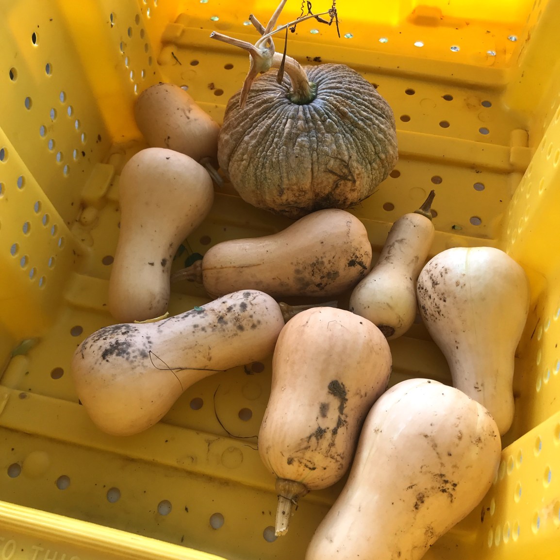 ARTfarm Saturday AM: MiniStand… Tomatoes ON STRIKE, 3/1/2025, 11 –&nbsp;11:30am