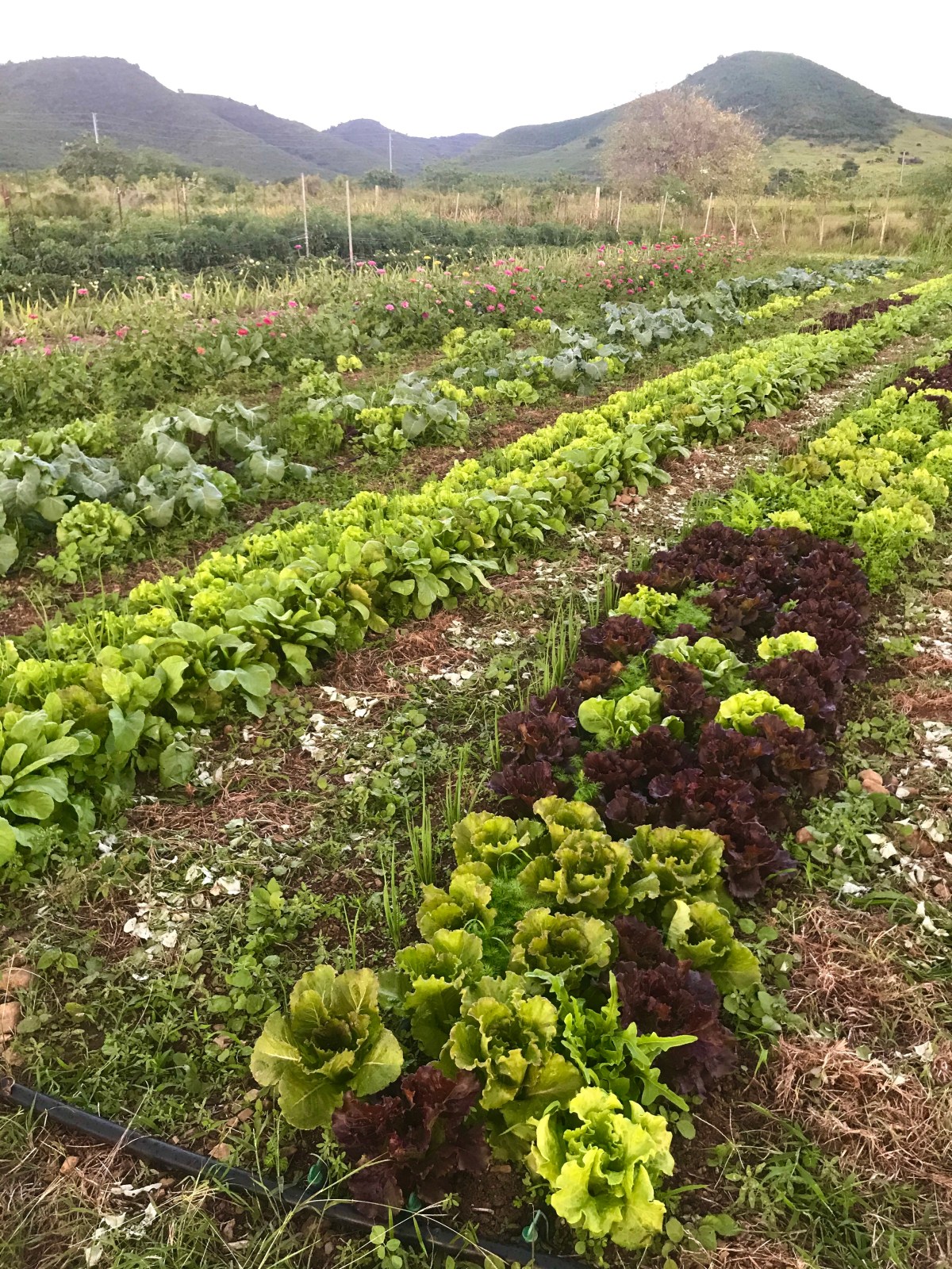 ARTfarm Wednesday Afternoon Farmstand: 4/22/2026, 4:30PM –&nbsp;5:30PM