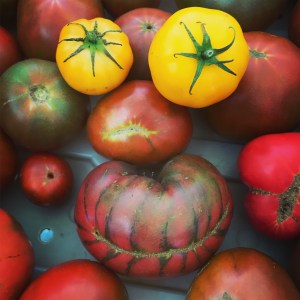 funky colorful heirloom tomatoes form a smiling face