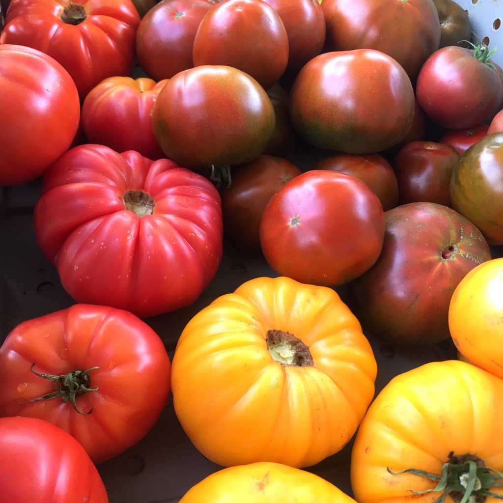 Different varieties of heirloom tomatoes in a large harvesting bin