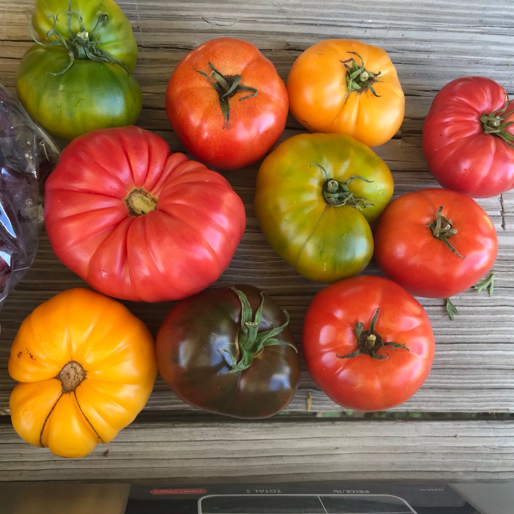 Heirloom tomatoes in a rainbow of colors