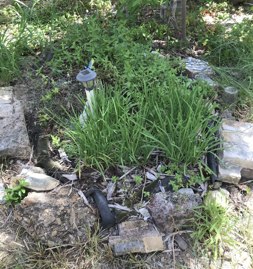 A small garden bed is surrounded by rocks. Garlic chives and mint grow in partial sun.