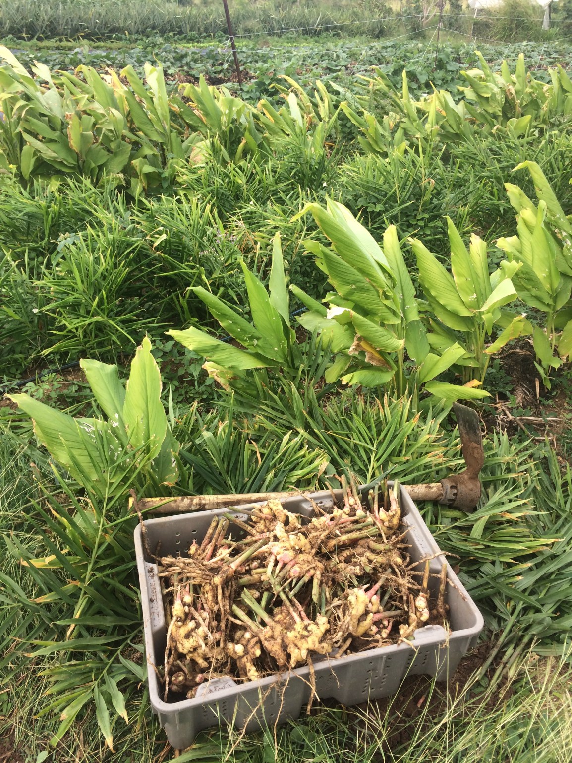 Saturday ARTfarm Produce Pickups 1/9/2021: Art of&nbsp;Zen