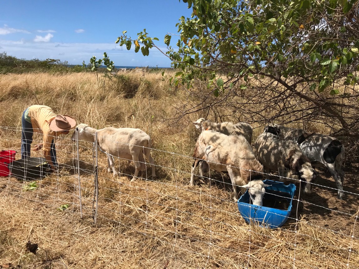 Saturday ARTfarm Produce Pickups 3/13/2021: Downsizing…