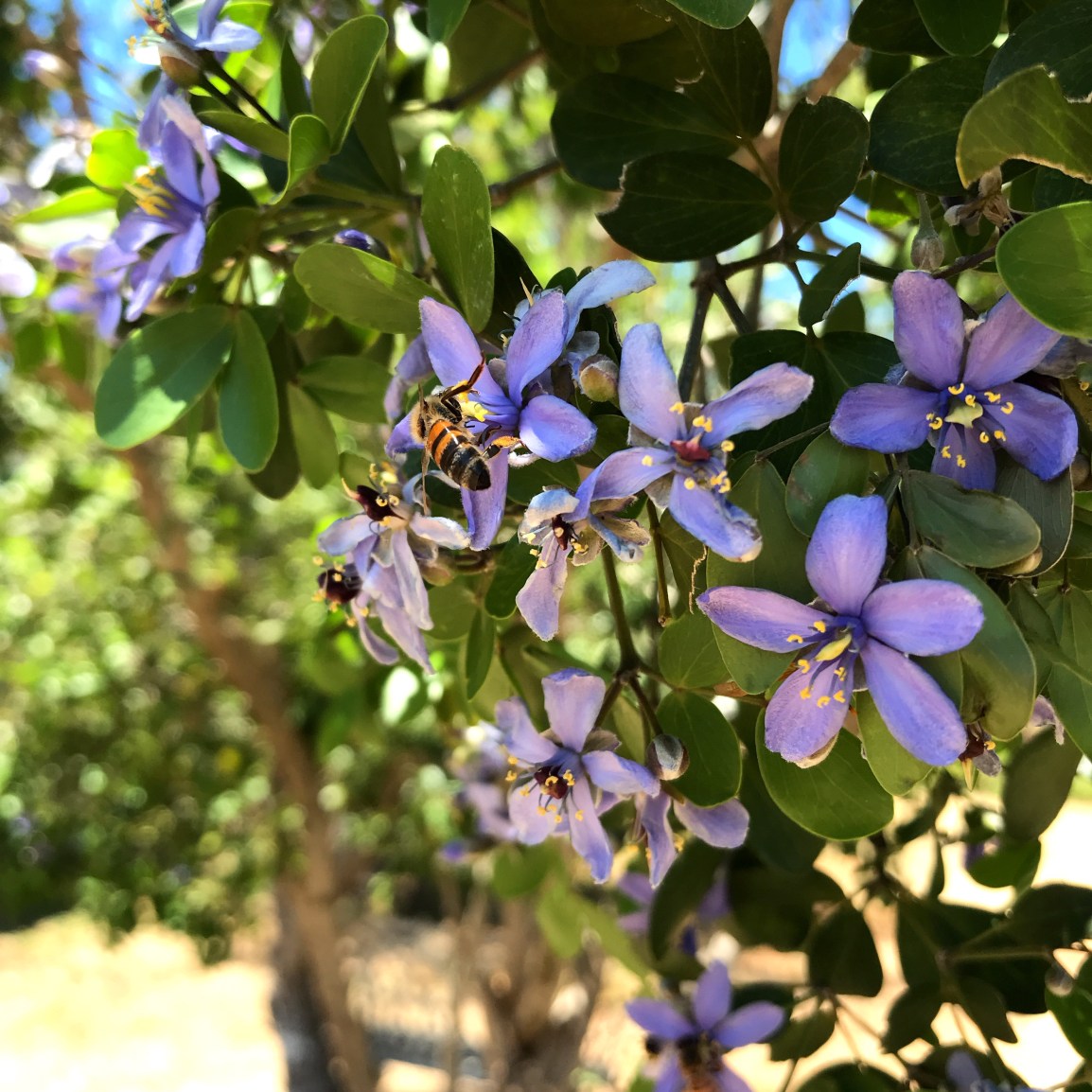 No Wednesday distribution this week at ARTfarm…check back&nbsp;Friday.