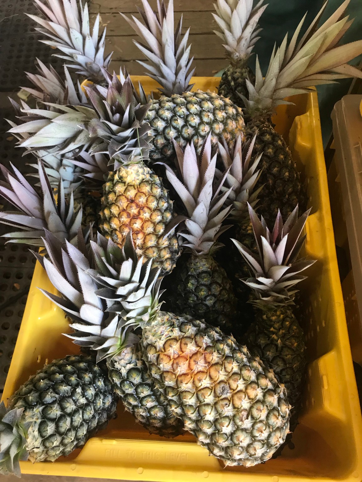 ARTfarm Pineapple Pop-Up Tuesday After&nbsp;Work!