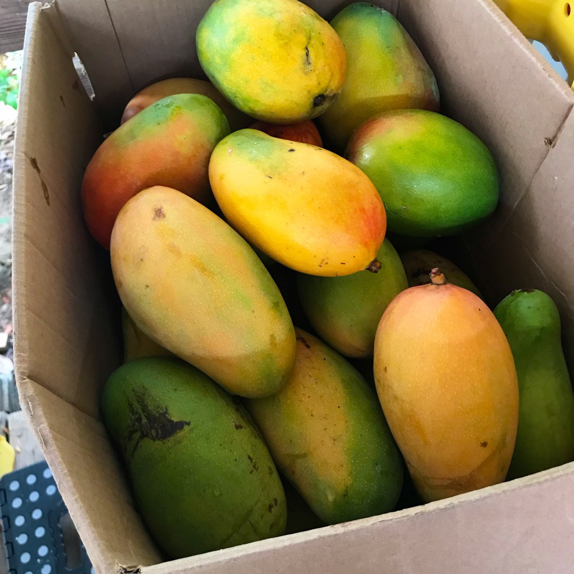 ARTfarm FRESH TUNA Saturday AM: 30+30=60 min. Ministand… 7/12/2025, 11am – 12 NOON. We stand corrected.&nbsp;Again.