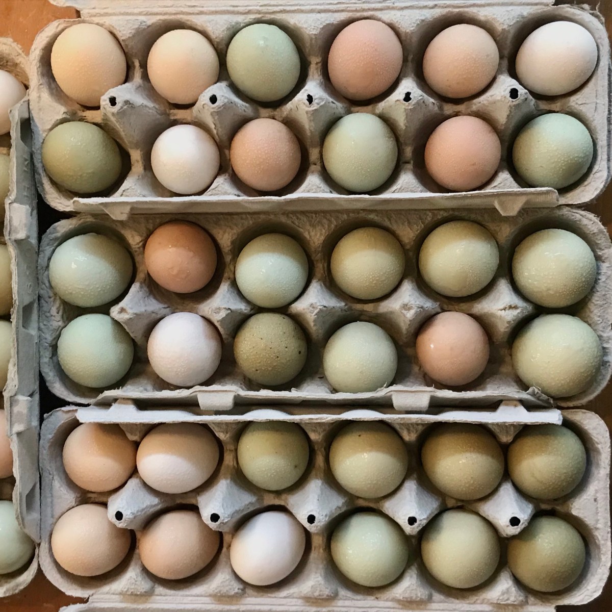 ARTfarm Wednesday Afternoon Farmstand! 2/11/2026, 4:30 – 5:30PM! Seconds tomatoes! Happy&nbsp;eggs!