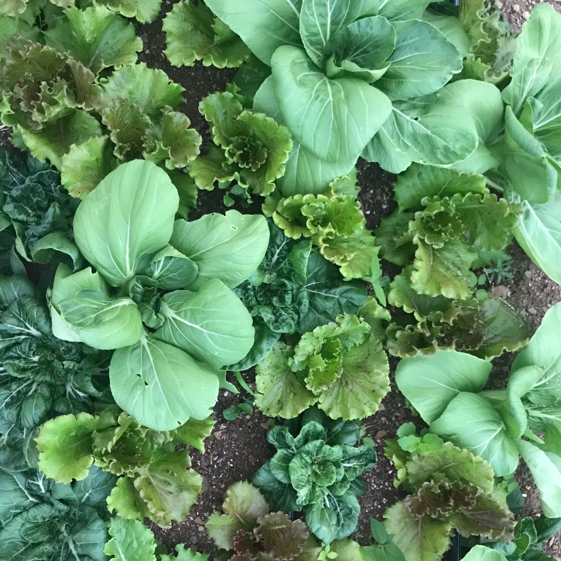 ARTfarm Saturday Morning Farmstand! 2/7/2026, 10:30AM – 11:30AM! Tomatoes & Arugula & baby&nbsp;SEEDLINGS!