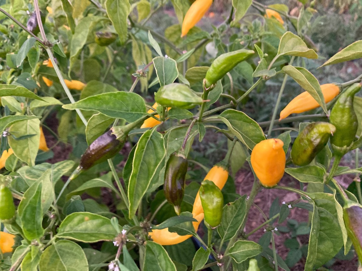 ARTfarm Farmshares Wednesday 3/2/2022, Preorders 4:15-6:00 PM: Reserve one of 45 pickup&nbsp;slots!