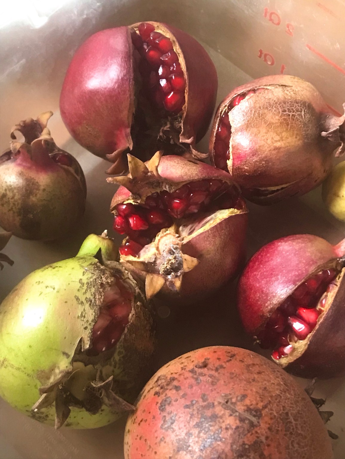 ARTfarm Farmshares Wednesday 2/16/2022, Preorders 4:15-6:00 PM: Reserve one of 40 pickup&nbsp;slots!