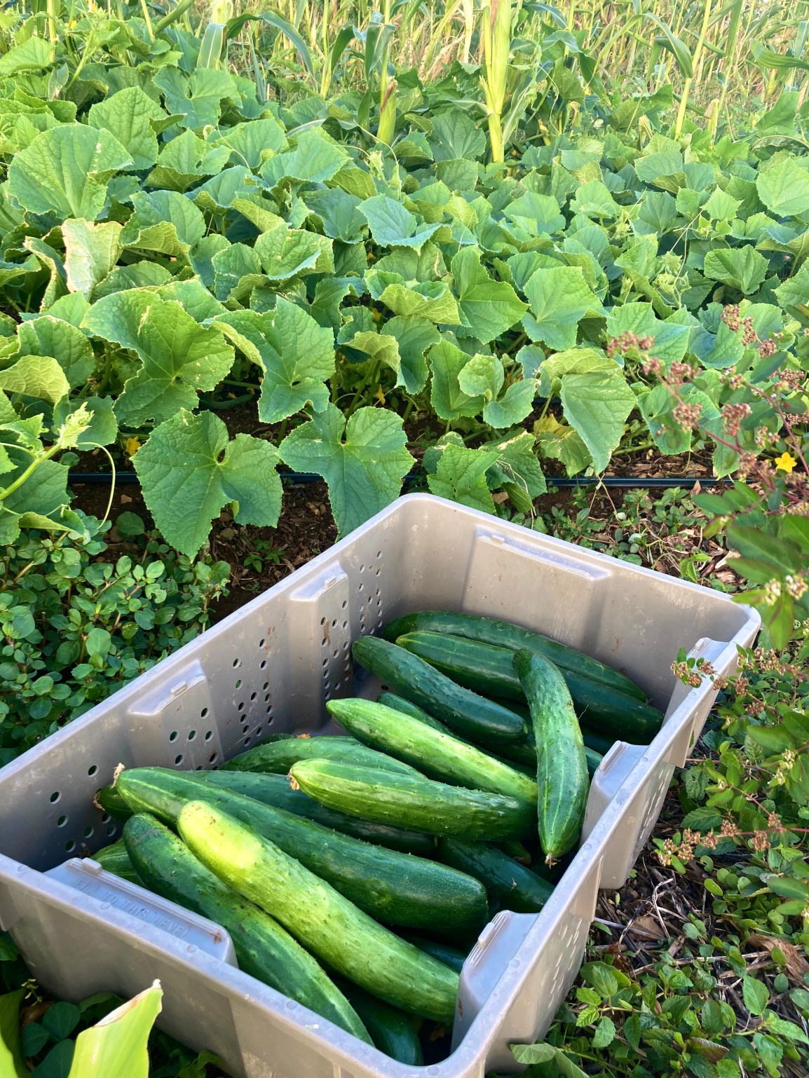 ARTfarm Farmshares Wednesday 2/23/2022, Preorders 4:15-6:00 PM: Reserve one of 45 pickup&nbsp;slots!