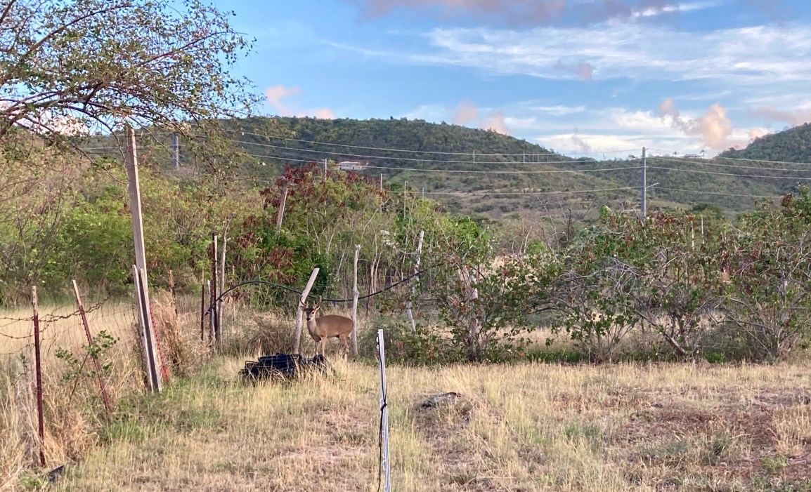 ARTfarm Farmshare Preorders for LAST Pickup Wednesday 4/6/2022, 4–6PM! (Pop-ups from here on&nbsp;out)