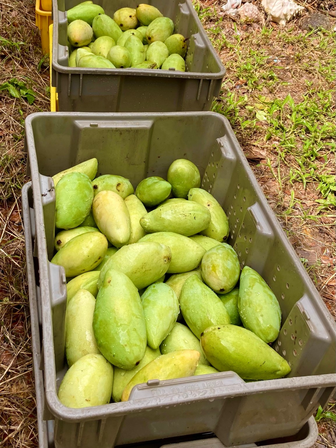 ARTfarm Summer Popup Saturday 7/22/2023, 11:30 am –  12 noon! Salad&nbsp;Greens!