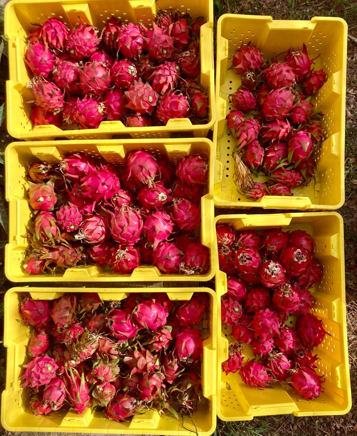 ARTfarm DragonFruitstand Popup Wednesday 8/16/2023, 5-6pm! Plus, Perfect&nbsp;Mangoes!