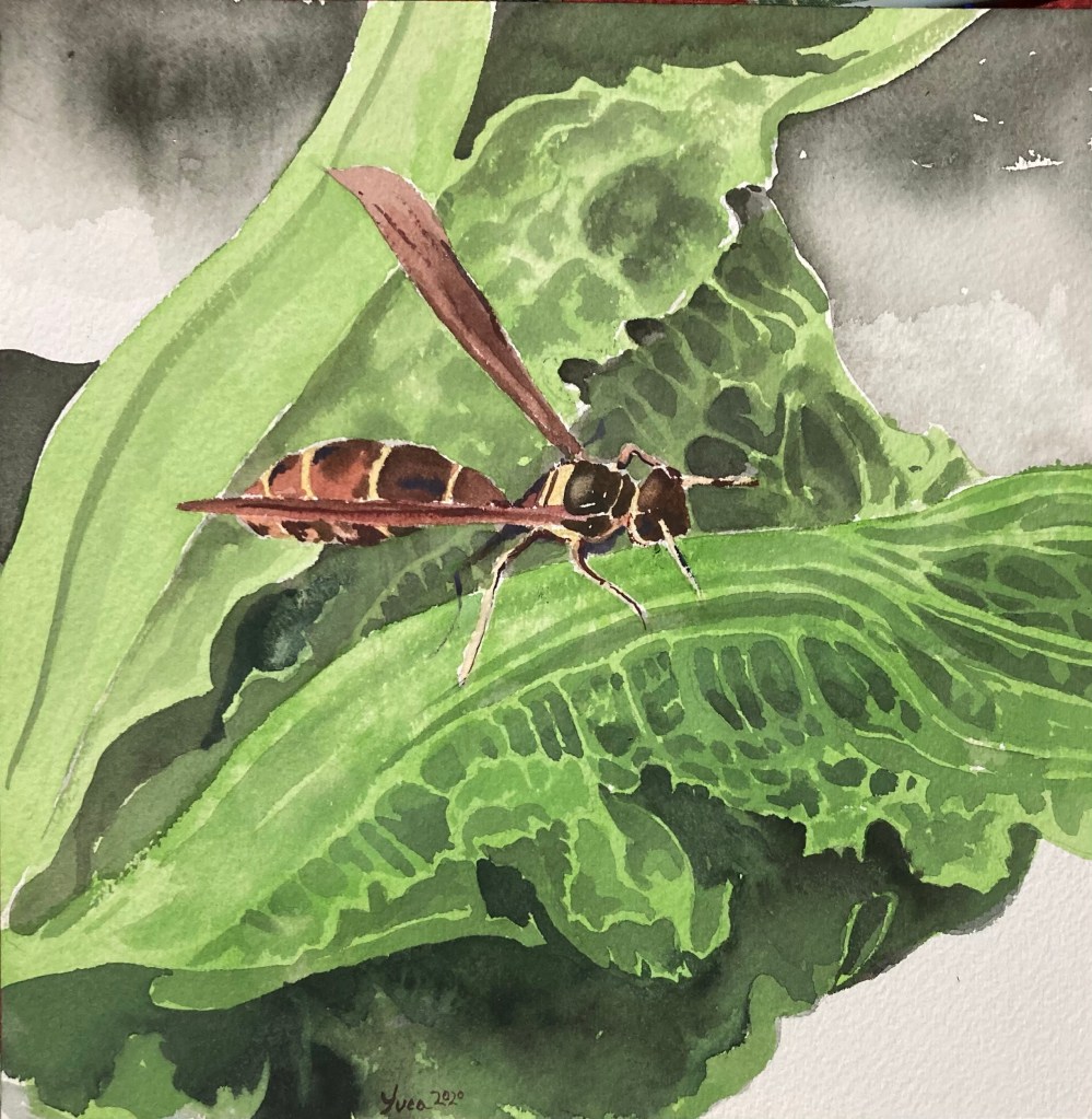 Watercolor painting by Luca Gasperi - a paper wasp on a leaf of green lettuce