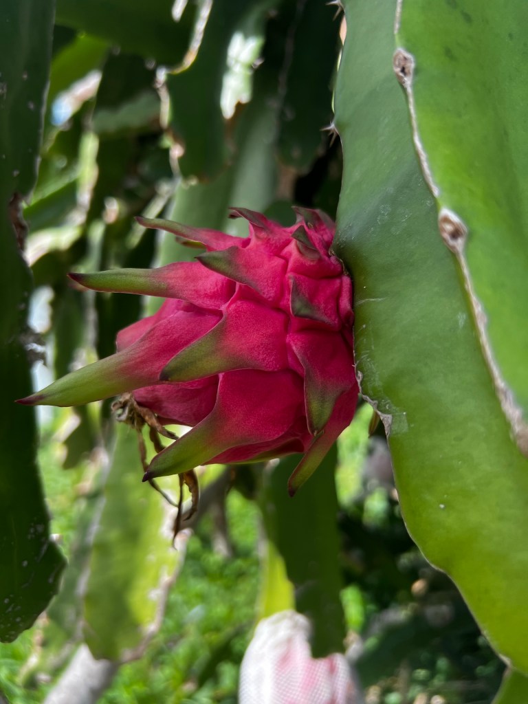 dragonfruit on the vine